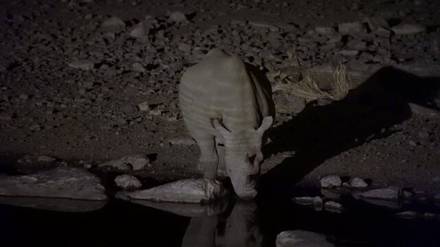 Black rhino drinking at night at a waterhole in the Etosha National Park in Namibia, Africa.