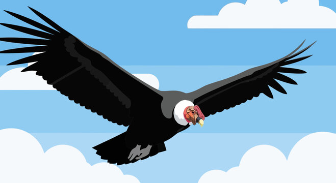 Andean Condor Flying With Wings Spread Wide Over Clouds