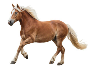 Obraz premium majestic chestnut horse with a flowing blonde mane galloping across a dark background, captured in motion with a sense of freedom and power.