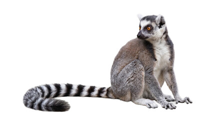 Fototapeta premium a ring-tailed lemur with striking orange eyes sits calmly, its iconic black and white ringed tail curled elegantly beside it.