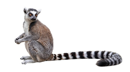 Fototapeta premium a ring-tailed lemur sits attentively, its gaze directed away, with its characteristic striped tail resting beside it on a neutral surface.