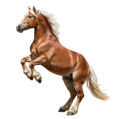 Obraz premium powerful haflinger horse rearing up on its hind legs, displaying muscular physique with a flowing blonde mane and tail against a stark transparent background in a dynamic, realistic photograph.