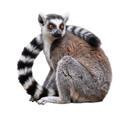 Fototapeta premium ring-tailed lemur sitting on a transparent background, looking to the side with striking orange eyes and a distinct black-and-white ringed tail, captured in a realistic photograph.