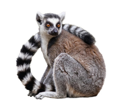 ring-tailed lemur sitting on a transparent background, looking to the side with striking orange eyes and a distinct black-and-white ringed tail, captured in a realistic photograph.