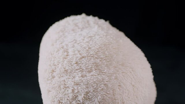 Lion`s mane mushroom close-up on black background on rotating surface