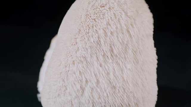Lion`s mane mushroom close-up on black background on rotating surface