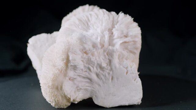 Lion`s mane mushroom close-up on black background on rotating surface
