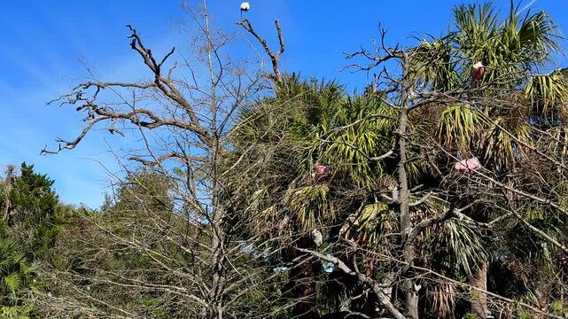 Panning roseate spoonbills in a tree