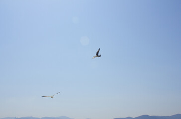 
Blue sky and flying seagulls