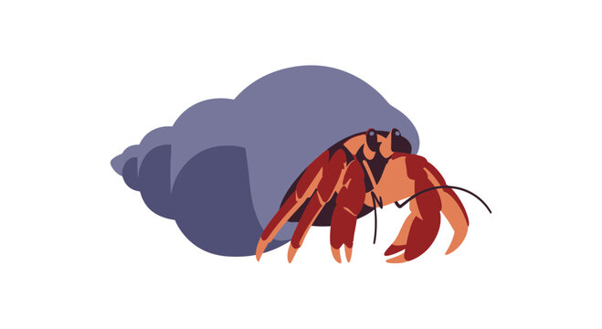 Hermit Crab Emerging from Shell on White Background