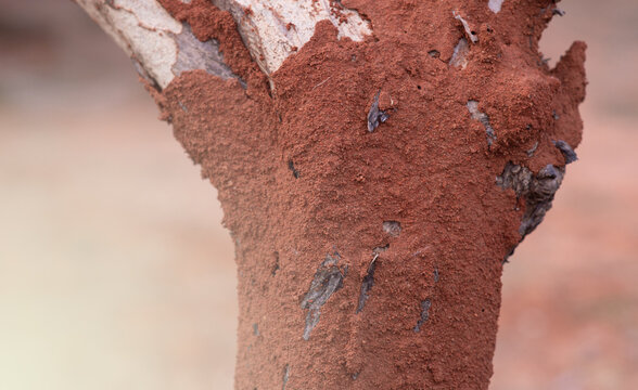 Termites build nests in the soil to feed on dead trees.