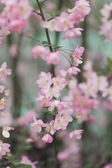 Naklejka premium Beautiful floral spring abstract background of nature. Branches of blossoming cherry with selective focus. Banner For easter and spring greeting cards with copy space