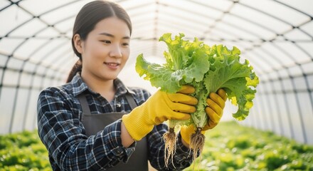 Woman Harvesting Fresh Lettuce in Greenhouse.