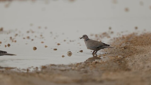 Dove drinking water in slow motion