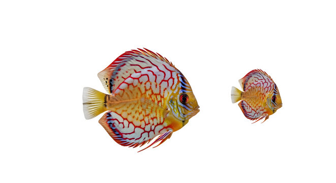 Vibrant discus fish swimming together in a stunning display of colorful patterns and shapes against a clean white background.