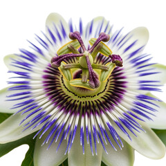 A close-up view of a vibrant passionflower in bloom with its intricate purple and white petals