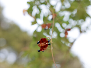 トキリマメの赤い莢と黒い種子