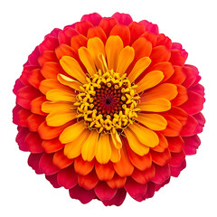 A vibrant zinnia flower showcasing its striking red and yellow petals against a white background