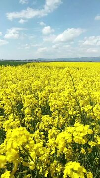 Golden rapeseed field swaying under cloudy blue sky with mountains in the distance. Represents agro-tourism inspiration, color therapy for wellbeing, rural heritage, and environmental storytelling.
