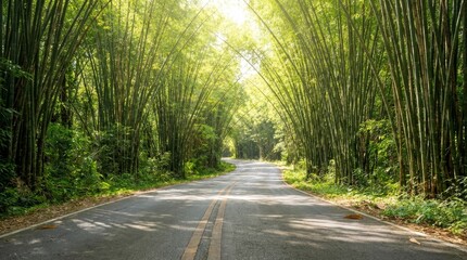 Obraz premium Bamboo Forest Road Tropical Green Tunnel Sunlight Landscape