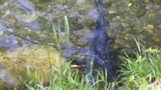 Mating season bream fish drifts underwater serene spring lake Regensburg vegetation