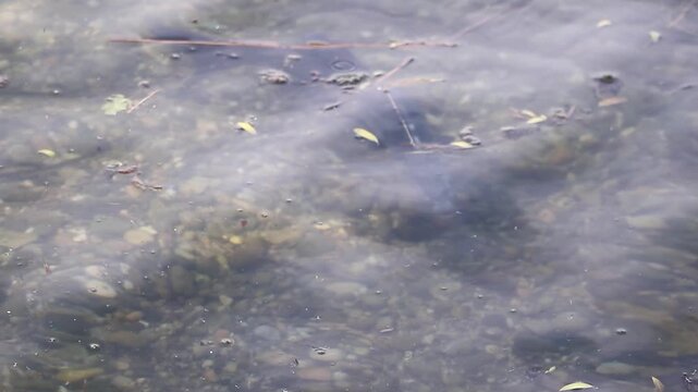 Mating season bream fish drifts underwater serene spring lake Regensburg vegetation