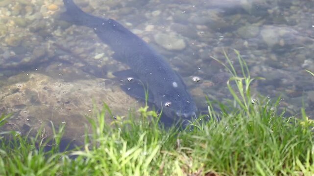 Mating season bream fish drifts underwater serene spring lake Regensburg vegetation