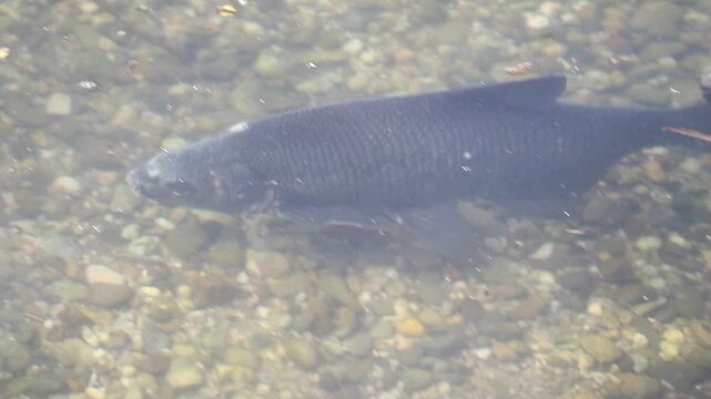 Mating season bream fish drifts underwater serene spring lake Regensburg vegetation