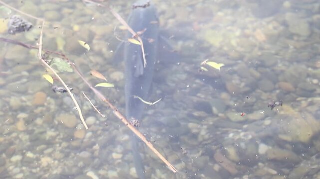 Mating season bream fish drifts underwater serene spring lake Regensburg vegetation