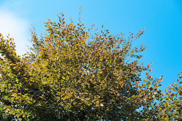 Obraz premium Vibrant Green and Reddish Leaves Reaching Towards Bright Blue Sky with Natural Sunlight