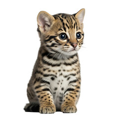 A cute striped kitten sitting quietly and looking up with curious eyes.