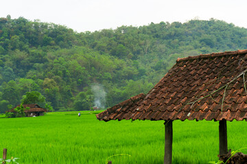 Traditional terracotta roofed house beside vibrant green rice paddies stretching to a forested hill, smoke rising from a distant hut in a serene rural Southeast Asian landscape