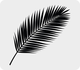 Fototapeta premium Detailed silhouette of a single palm leaf