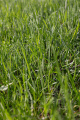 Obraz premium juicy green grass in the park in spring , details of plants in the park with green grass in the spring season