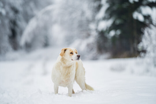 Domestic dog standing in deep snow on a forest path during winter, surrounded by trees and a cold seasonal background.
