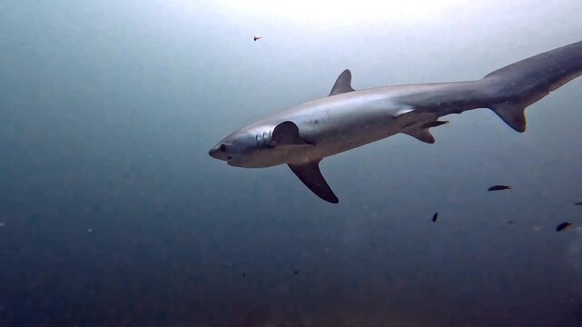 Thresher Shark Cruising in Open Water Above Sandy Seabed