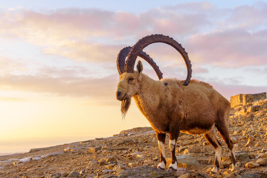 Nubian ibex, and the landscape of Makhtesh (crater) Ramon