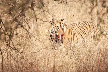 Moods of Ranthambore © Prachi