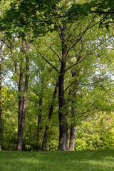 Fototapeta premium green foliage of maples and other deciduous trees in clear weather in spring season, beautiful trees with green foliage in sunny weather