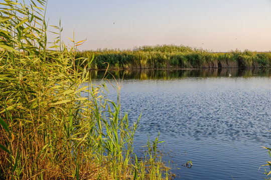 Green reeds growing along the shore of a calm lake in summer