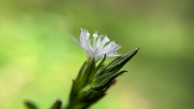 Isolated Wild Flower Macro on Green Background