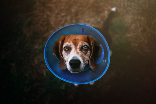 Old Beagle in Plastic Cone Collar Looking at Camera