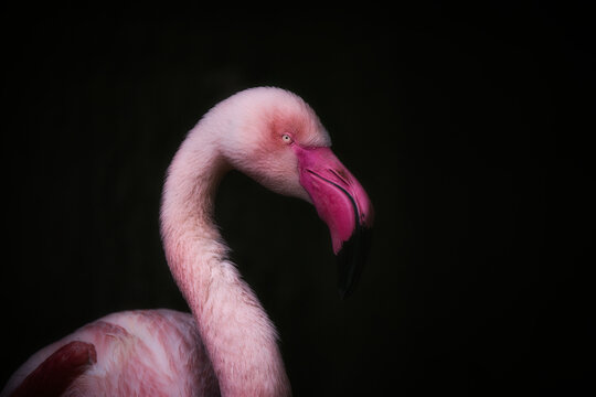 Pink flamingo on black background