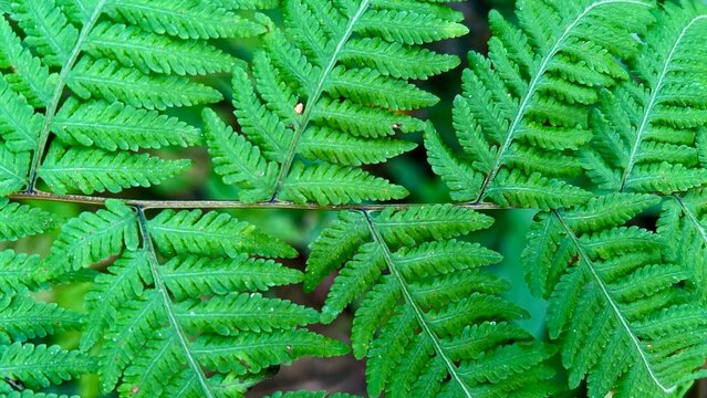 Fresh Green Leaves Natural Background