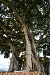Fototapeta premium The Big Tree in Kailua-Kona, Hawaii Island
