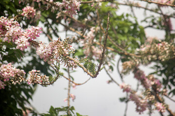 cherry blossom in spring background