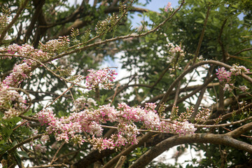 pink cherry blossom background