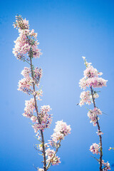 pink cherry blossom in blue sky background