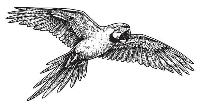 Large macaw parrot soaring with wide outstretched wings in a detailed vintage woodcut engraving style.