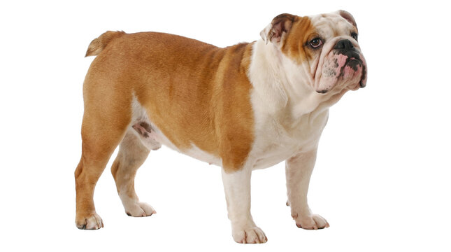 british bulldog photographed in a professional studio setting, isolated on a transparent background, highlighting its unique appearance and strong build.